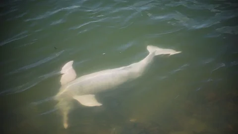 River dolphin (Inia) upside down on water and breathing (a river in the Stock Footage 104649605