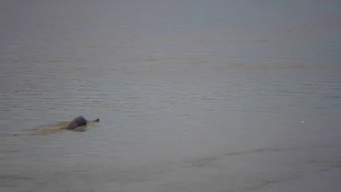 River Dolphin in the Karnali River of Nepal Stock Footage 300704535