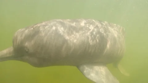 River dolphin playing at camera direction Stock Footage 224084541