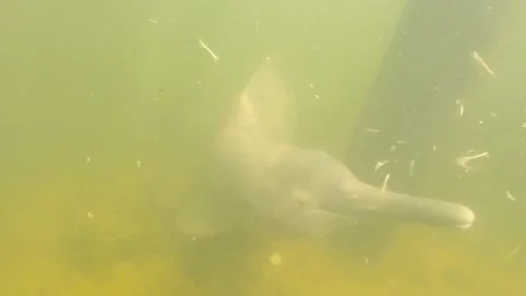 River dolphin swimming in a Amazon river in Brazil Stock Footage 224084065