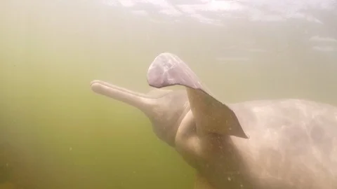 River dolphins swimming in a Amazon river- Para- Brazil Stock Footage 104487659