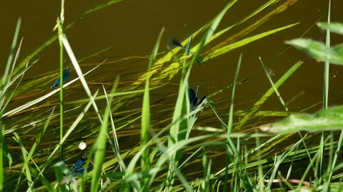 River dragonflies 動画素材 117338896