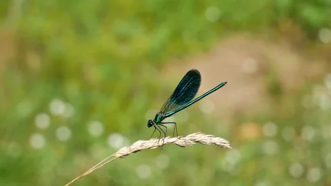 The river dragonfly chews. Vídeo Stock 117226503