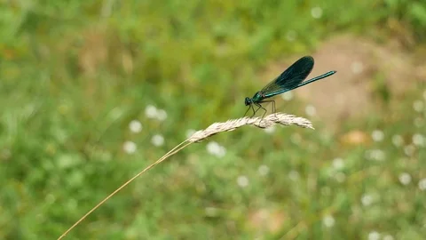 River dragonfly. 스톡 동영상 117226211