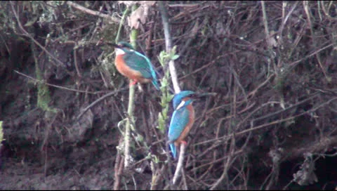 River of Dreams 스톡 동영상 25063266