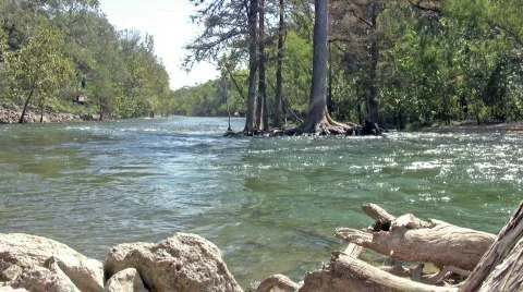 River driftwood and cypress trees HD Stock Footage 87515