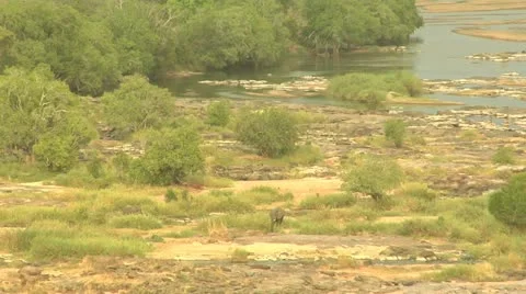 River Dry with Elephant Stock Footage 10852515