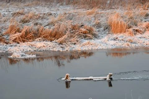 River dry grass in the crystals Stock Photos