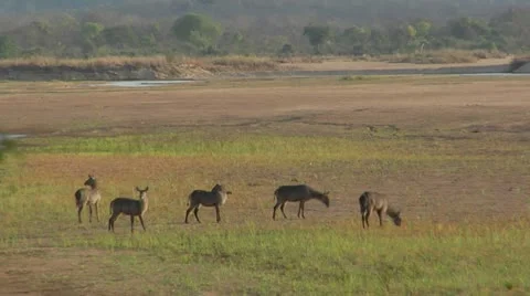 River Dry with waterbuck Stock Footage 10855195