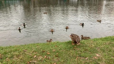 River duck Stock Footage 120009941