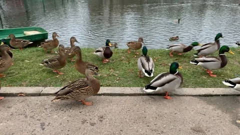 River duck Stock Footage 120011757