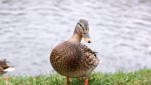 River duck Stock Footage 120384425