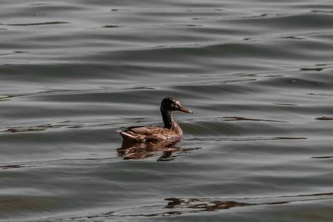 A river duck with a leaf on its beak in profile swims during the day. Stock Photos