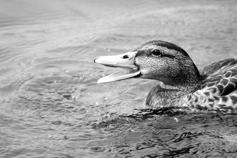 River duck Stock Photos