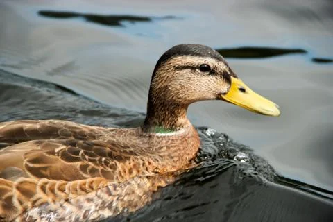 River duck Stock Photos