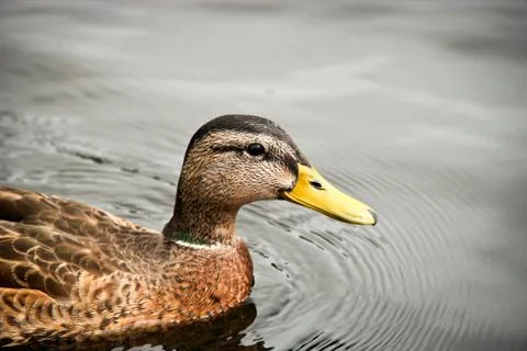 River duck Stock Photos
