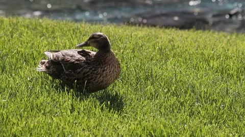 River ducks 003 1080p 24fps-video Stock Footage