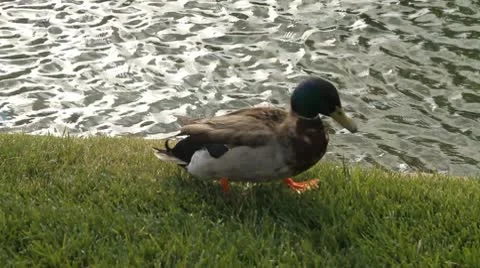 River ducks 005 1080p 24fps-video Vídeos de archivo 10576616