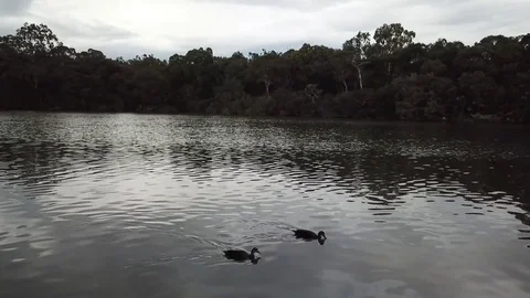 River ducks Video stock 80943620