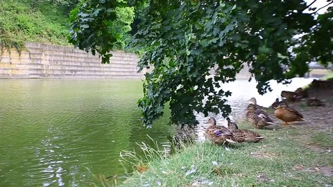 River Ducks Stock Footage 123608222
