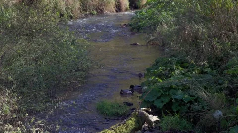 River with ducks Stock Footage 226250125