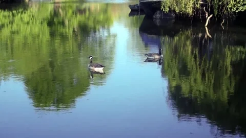 River ducks Stock Footage 310576440