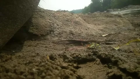 The river during Stock Footage 169463964