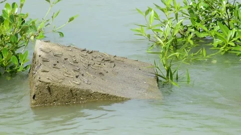 River during high tide showing coastal activity related to multiple. 库存影片 318572712