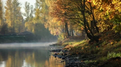 River early morning leaf fall Stock Footage 42380762