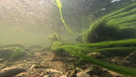 River Ecosystem with Fish, Grass and Algae Stock Footage 314079063