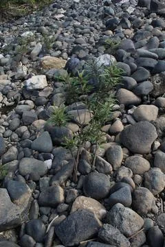 River ecosystem Stock Photos