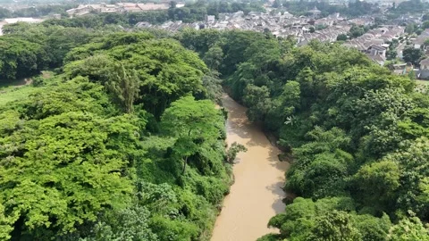 River at the edge of the forest Stock Footage 261488302