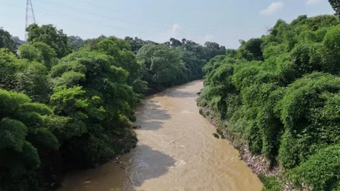 River at the edge of the forest Stock Footage 261489753