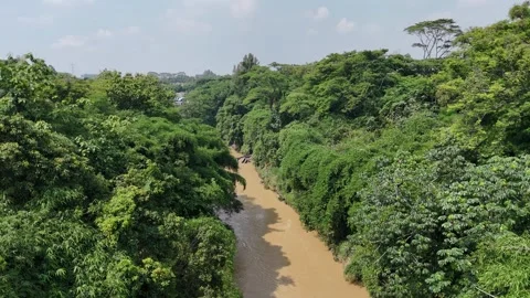 River at the edge of the forest Stock Footage 261490217