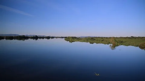 River edge in the Pantanal Video stock 70160206