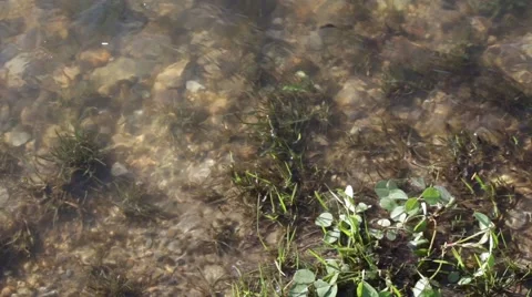 River Edge Water Flowing Over Rocks and Grass Stock Footage 62910908