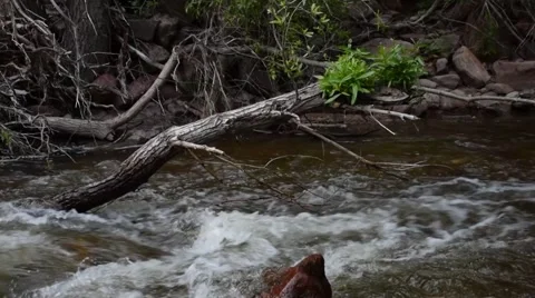 River at Eldorado Canyon State Park in Colorado 库存影片 41651701