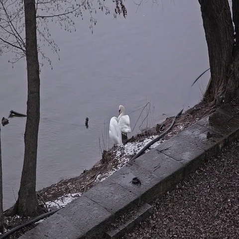 River embankment. Swans Stock Footage 69425816