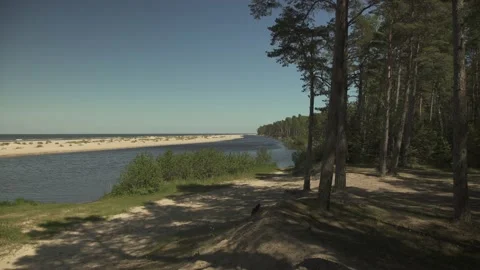 A river entering the sea next to a pine tree forest in summer day Stock Footage 159981733
