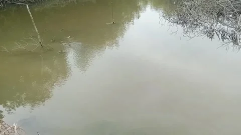 River At The Estuary Stock Footage 301012477