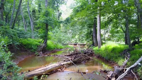 River Exploration with Fallen Trees (drone) 库存影片 248938545