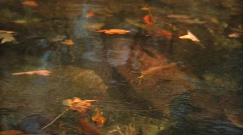 River with Fall Leaves CU Stock Footage 564482