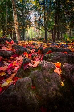 A River of Fallen Leaves Stock Photos
