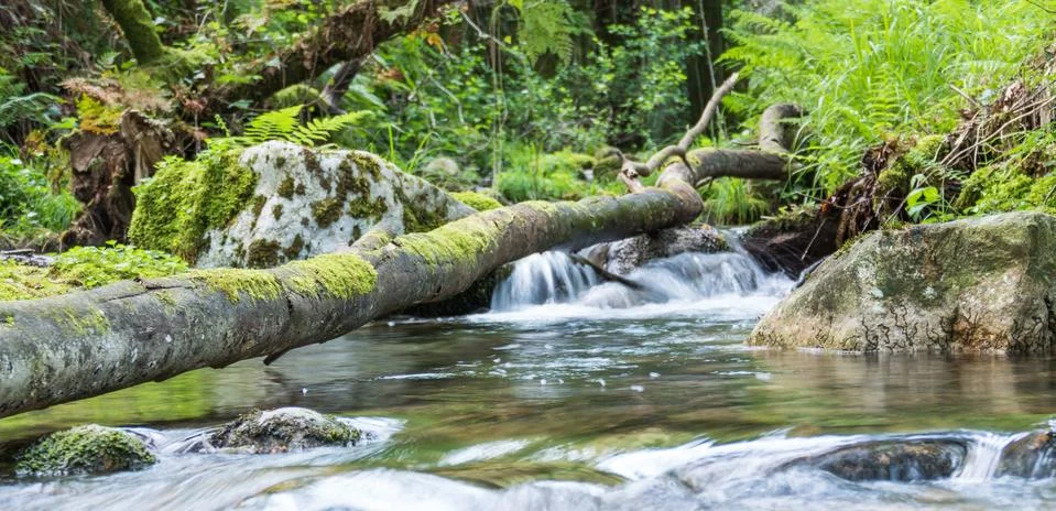 River with a fallen tree in a forest Stock Photos