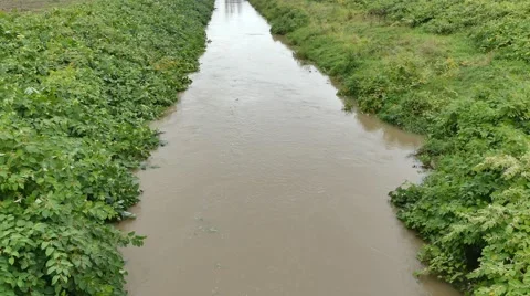River, Fallopia sachalinensis, giant knotweed, Sakhalin knotweed, full riverbed Stock Footage