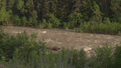 A river with a fast flow of water in the forest. Stock Footage 157906982