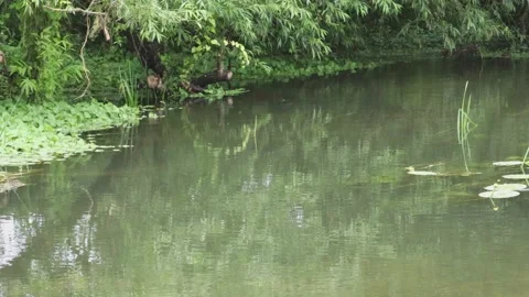 River with a few ducks and light rain Video stock 133636198