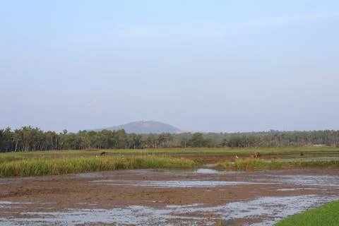 The river in the field Stock Photos