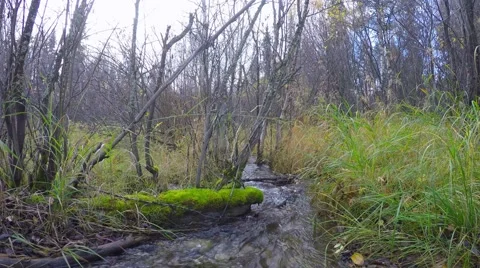 The river in Finland, 스톡 동영상 55355913