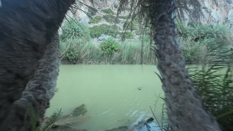 RIVER, FIRTH, JUNGLE Stock Footage 280917490
